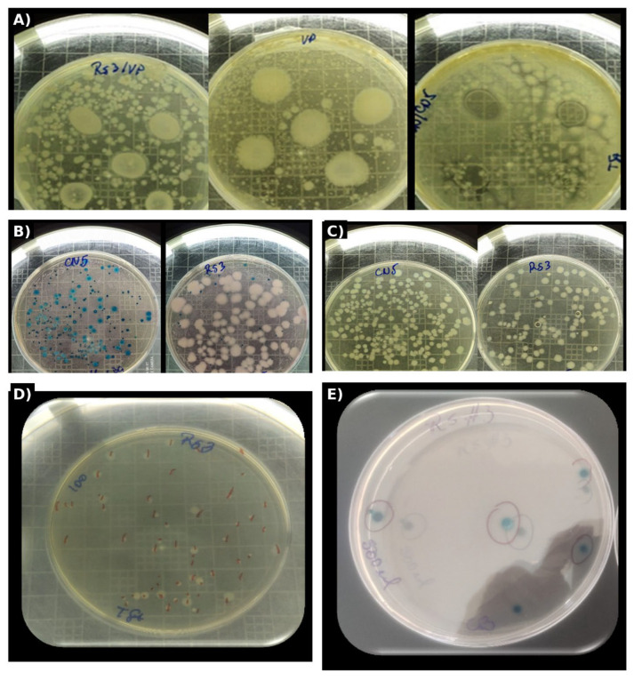 Figure 2