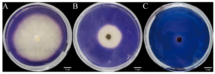 Figure 10
