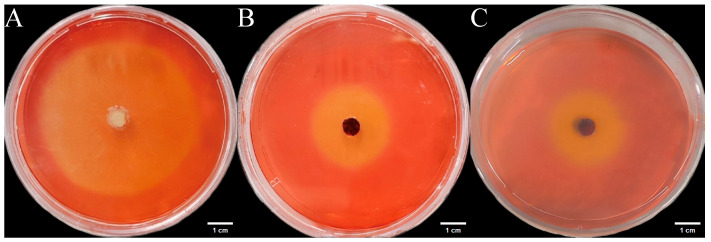 Figure 12