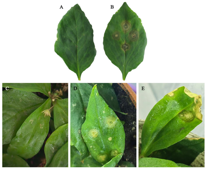 Figure 2