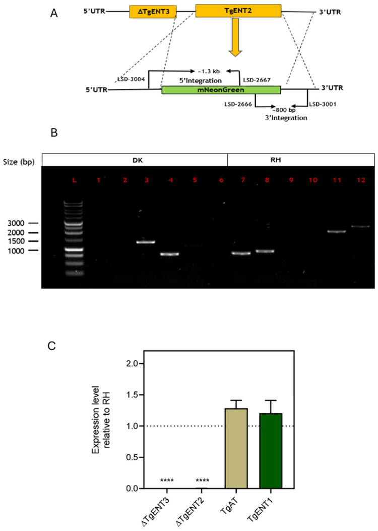 Figure 2