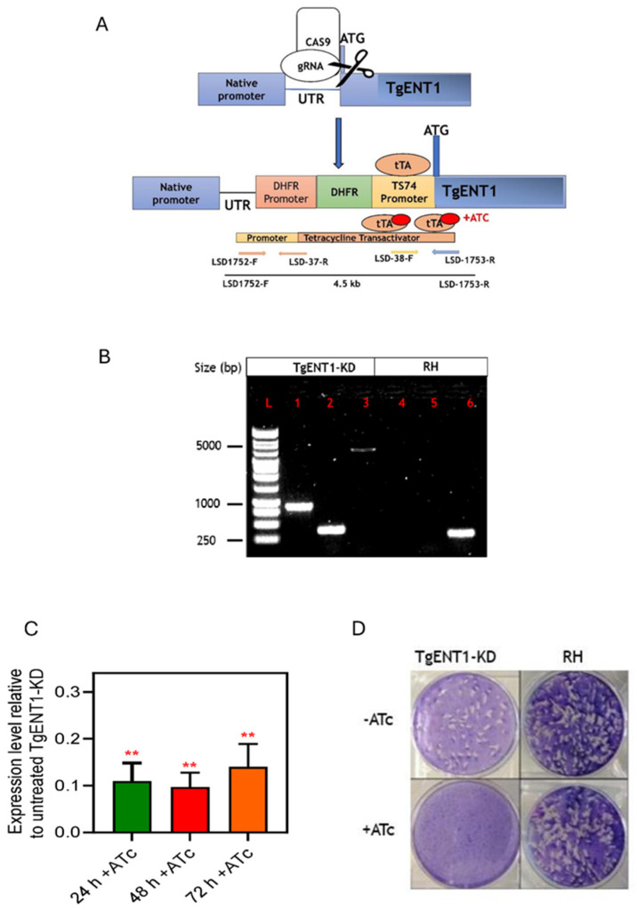 Figure 4