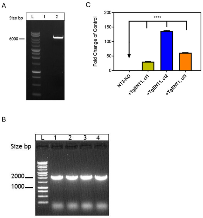 Figure 5