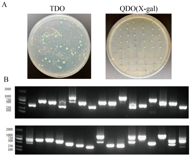 Figure 11
