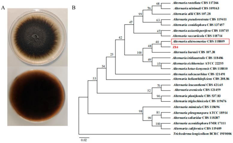 Figure 5