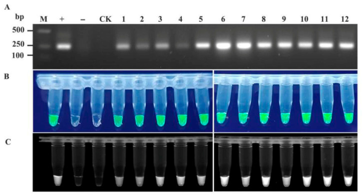 Figure 7