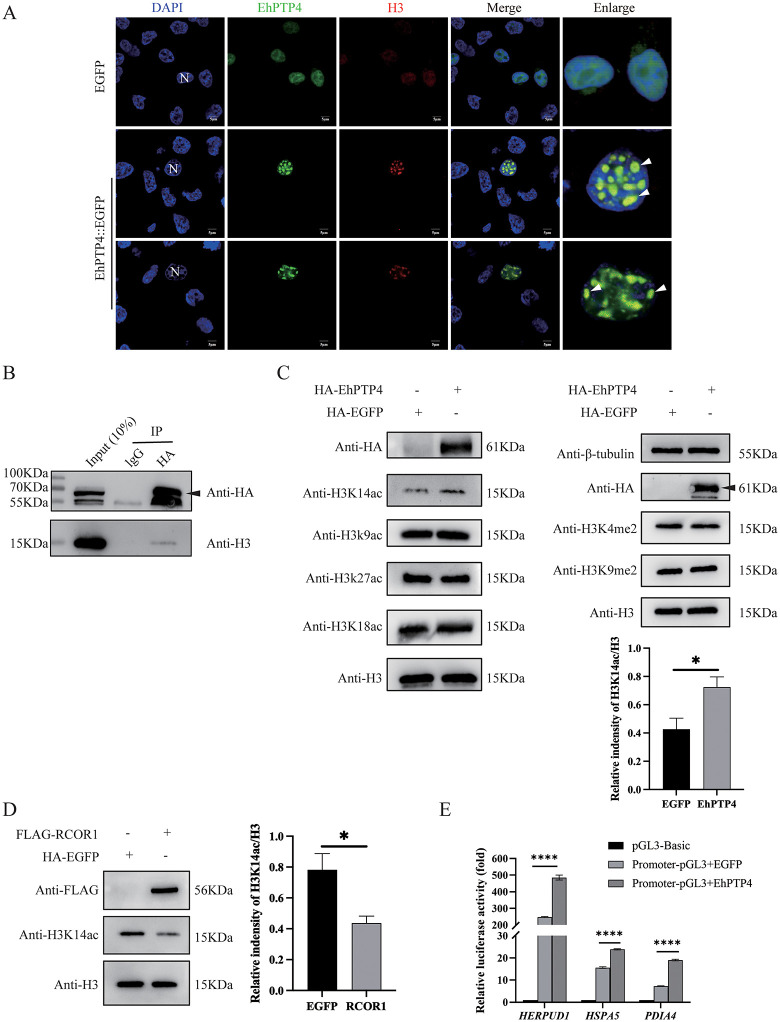 Fig 4