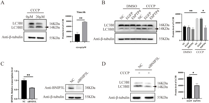 Fig 6