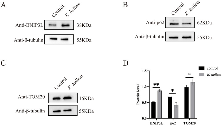 Fig 7