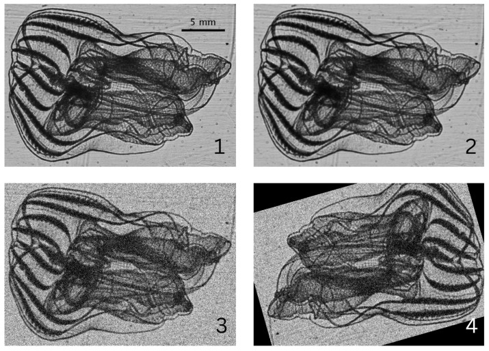 Figure 5