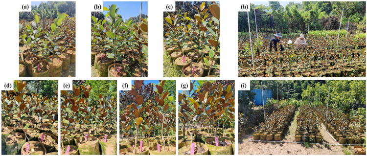 Figure 7