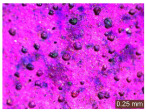 Figure 27