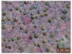 Figure 33