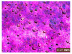 Figure 50