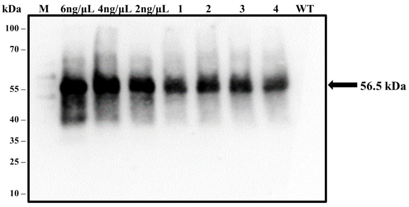 Figure 10