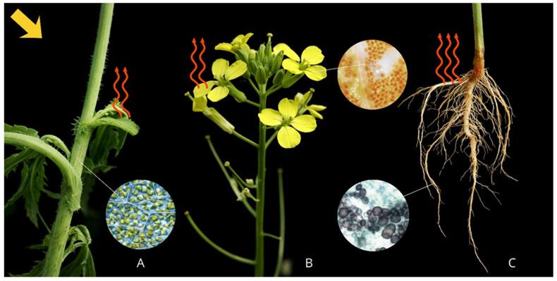 Figure 20