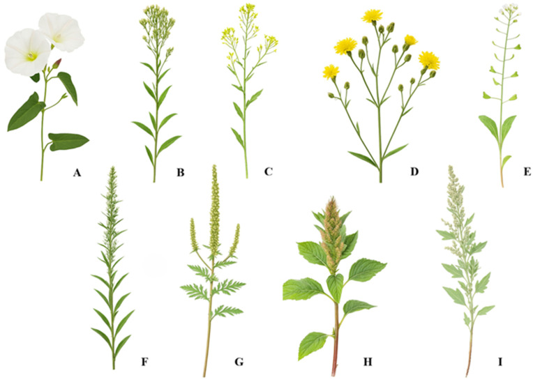 Figure 21