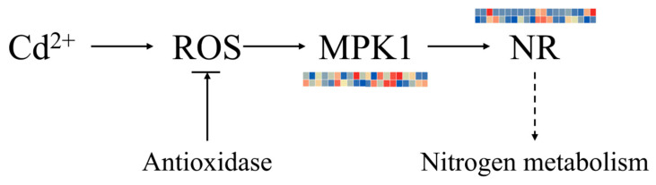 Figure 11