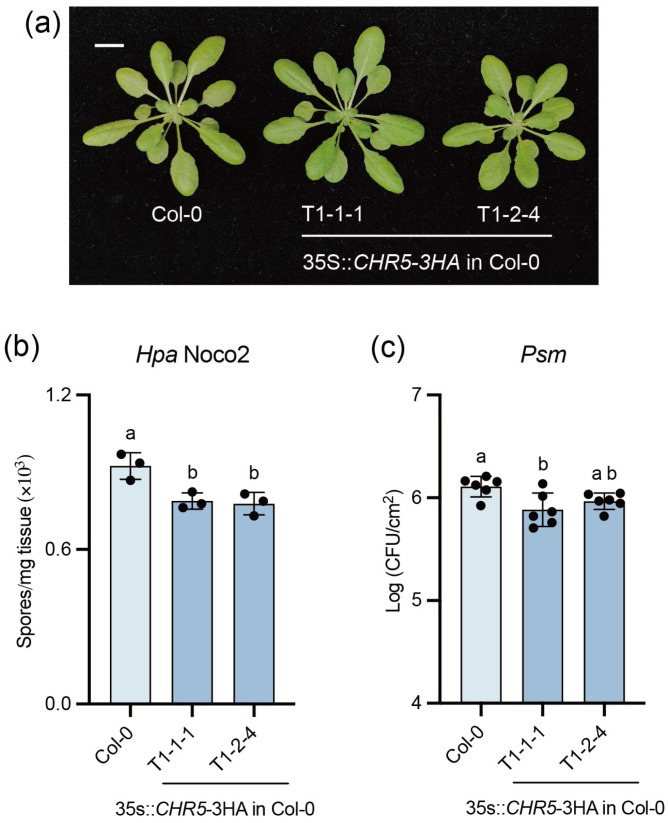 Figure 5