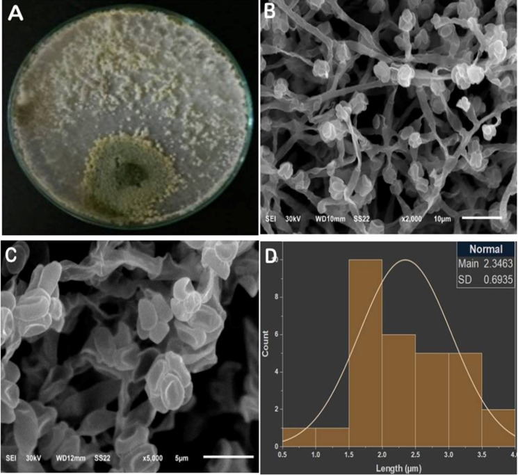 Figure 10