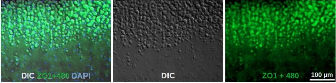 Figure 7