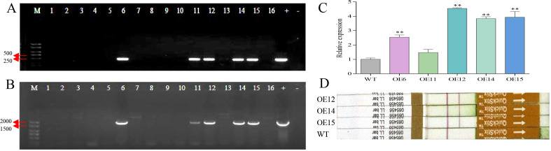 Figure 5