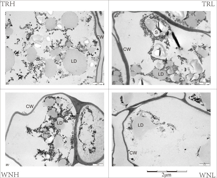 Figure 2
