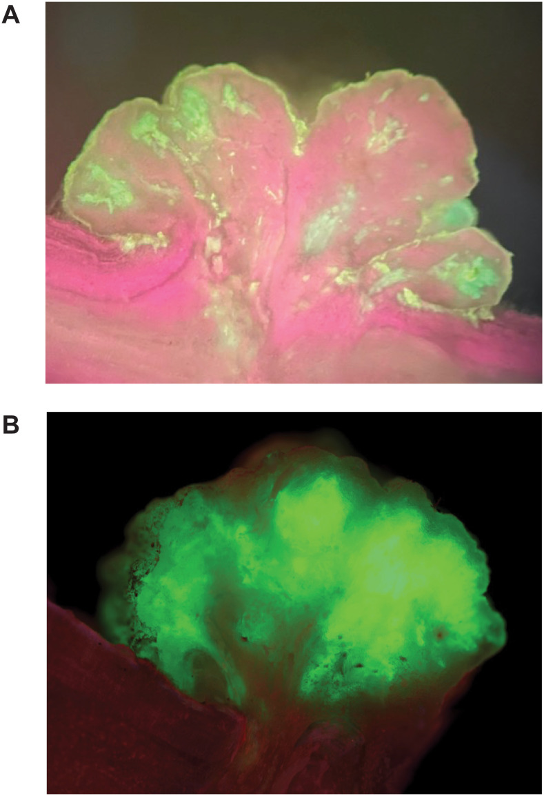 Figure 6