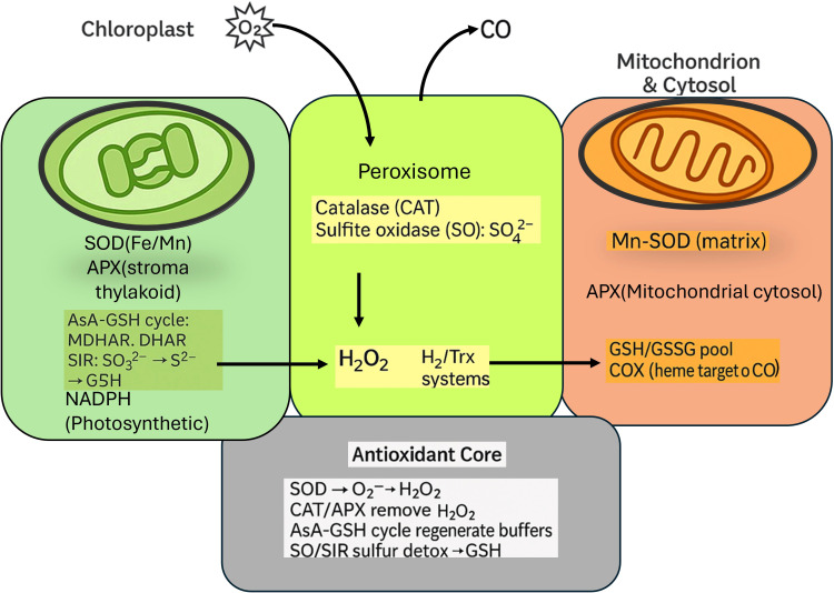 Figure 11