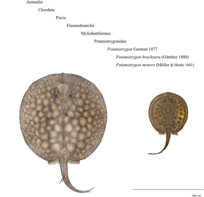 FIGURE 1