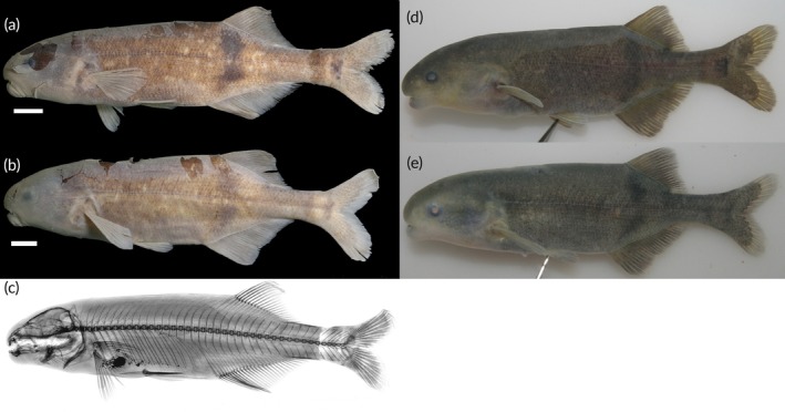 FIGURE 10