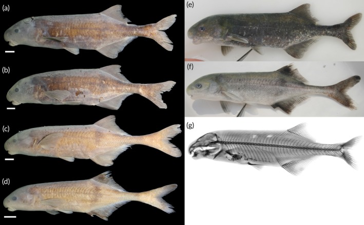 FIGURE 11