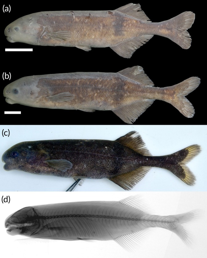 FIGURE 13