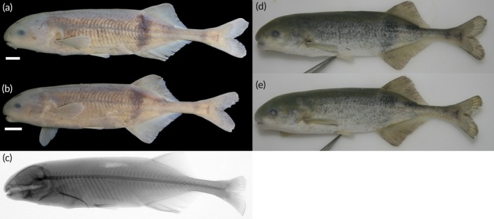 FIGURE 12
