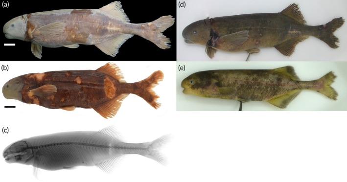 FIGURE 16