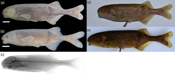 FIGURE 15