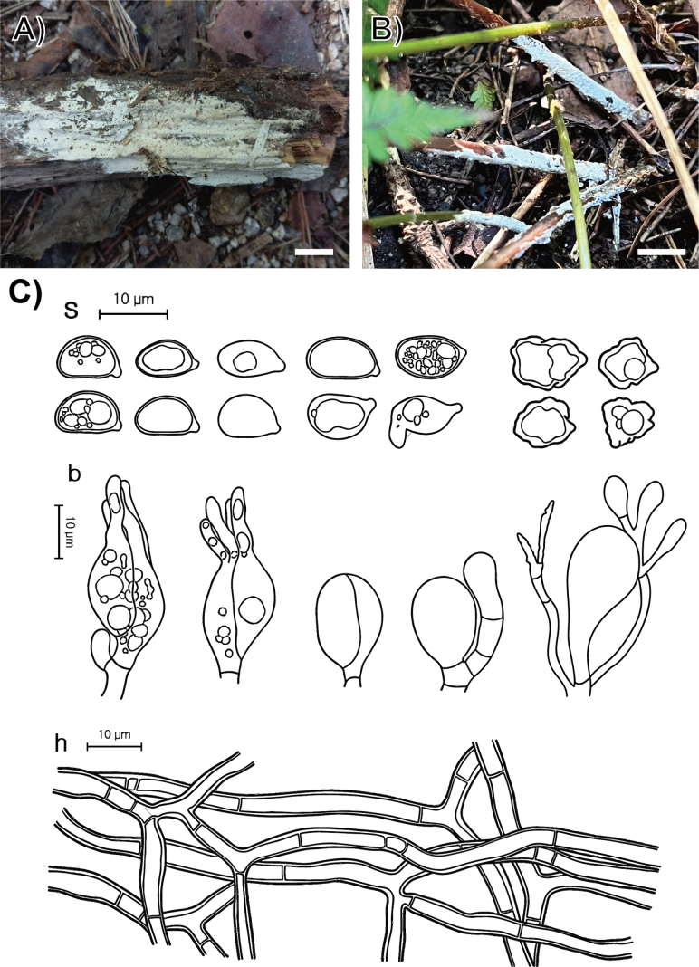 Figure 7