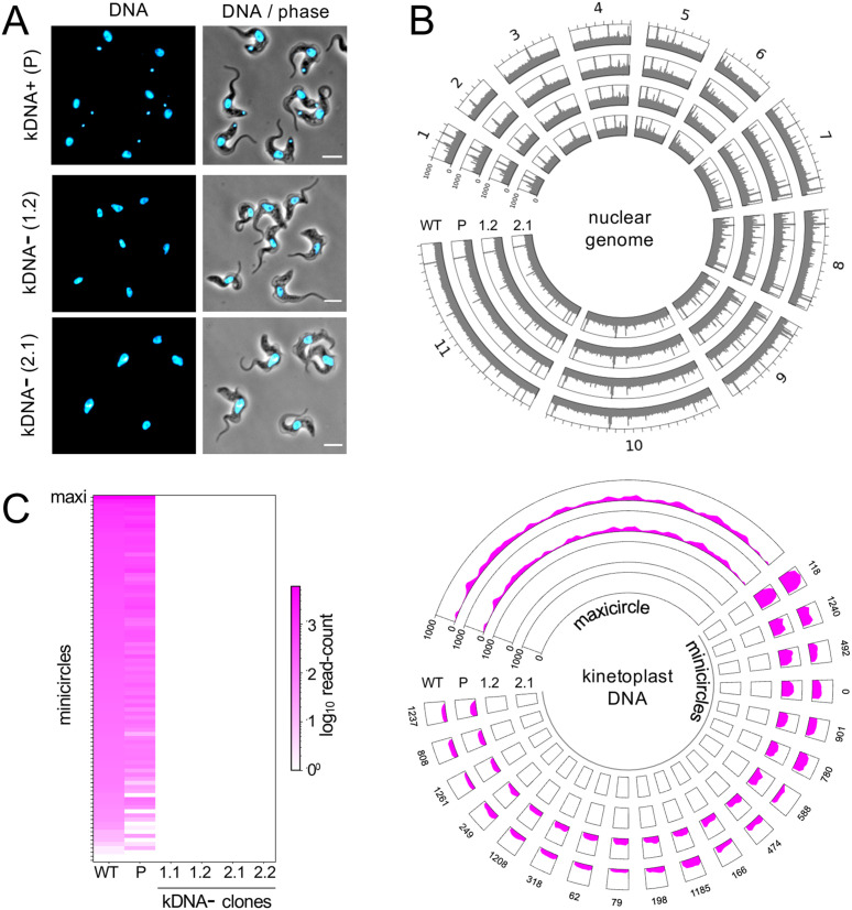 Fig 4