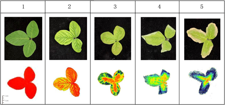Figure 4