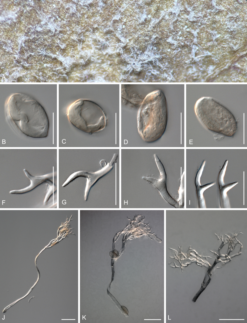 Figure 15