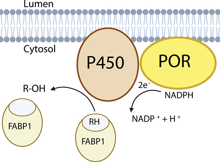 Figure 13