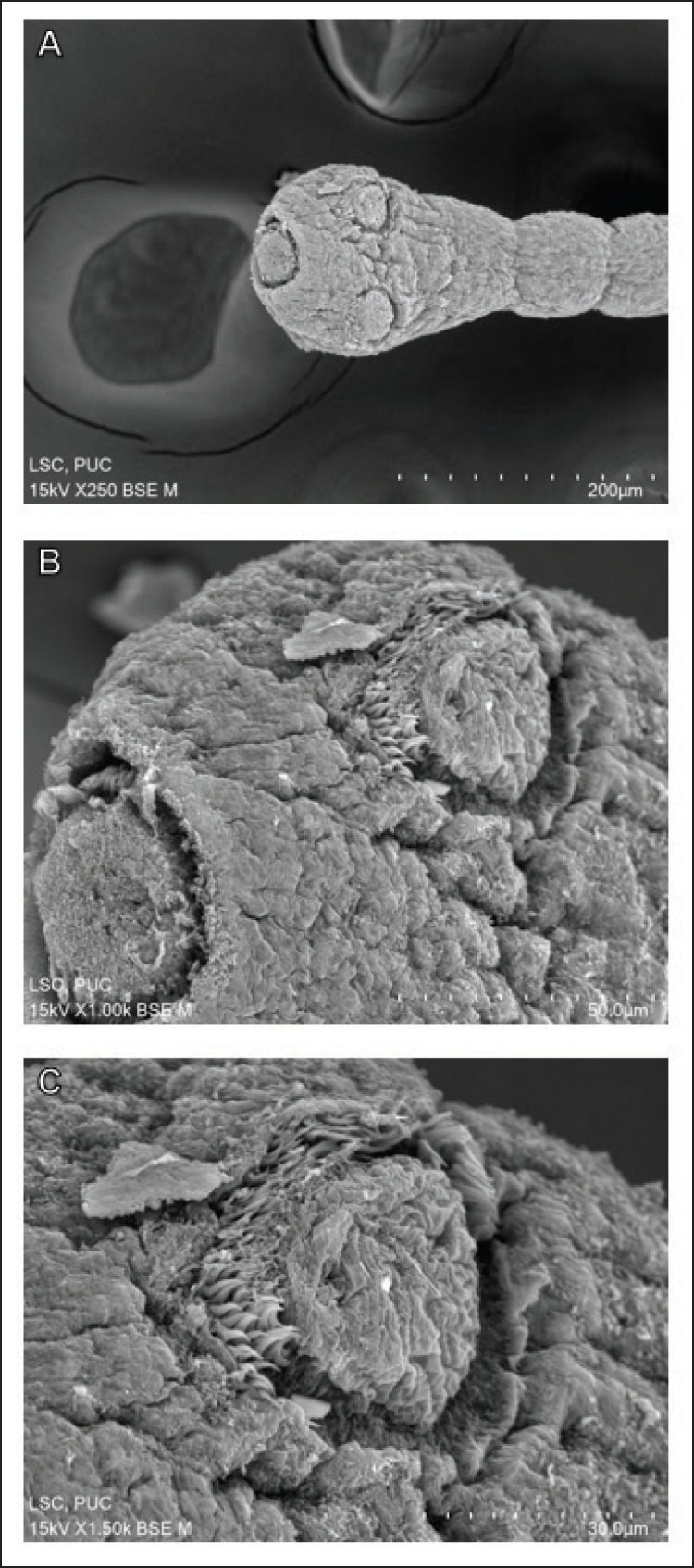 Figure 7