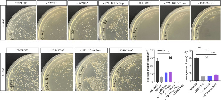 FIGURE 4
