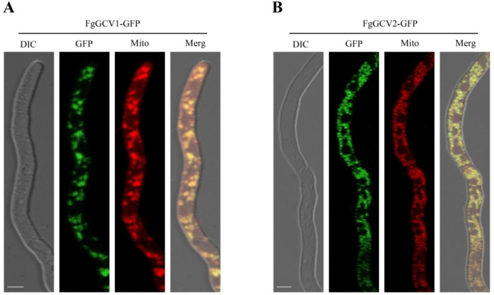 Figure 3