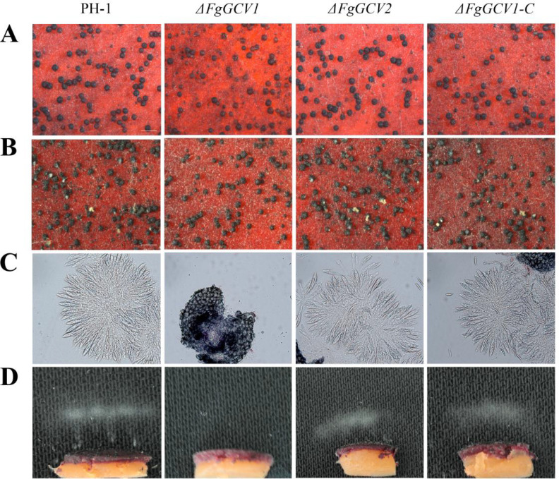 Figure 4