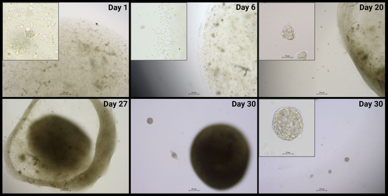 Figure 1