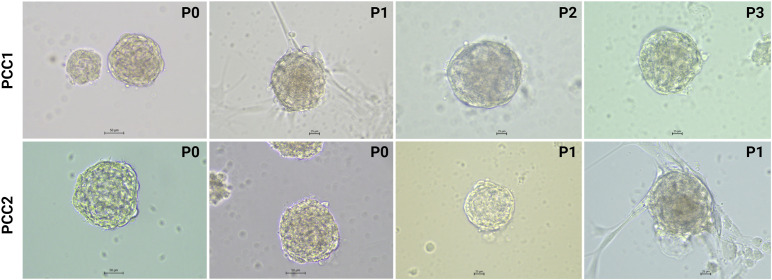 Figure 3