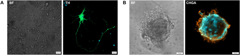 Figure 6
