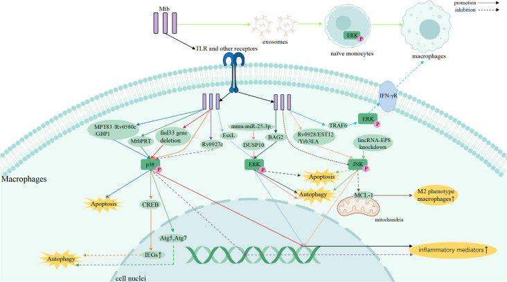 Figure 2