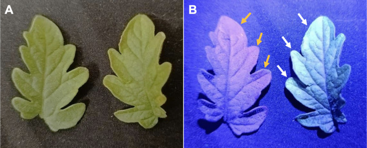 Figure 2